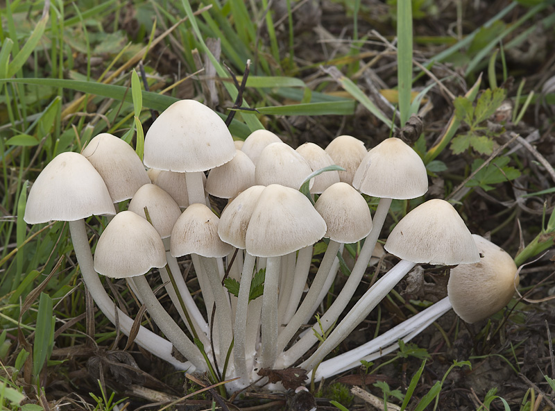 Psathyrella multipedata